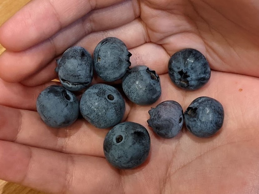 ブルーベリーの実