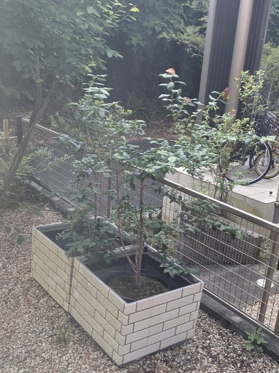 ブルーベリーの木