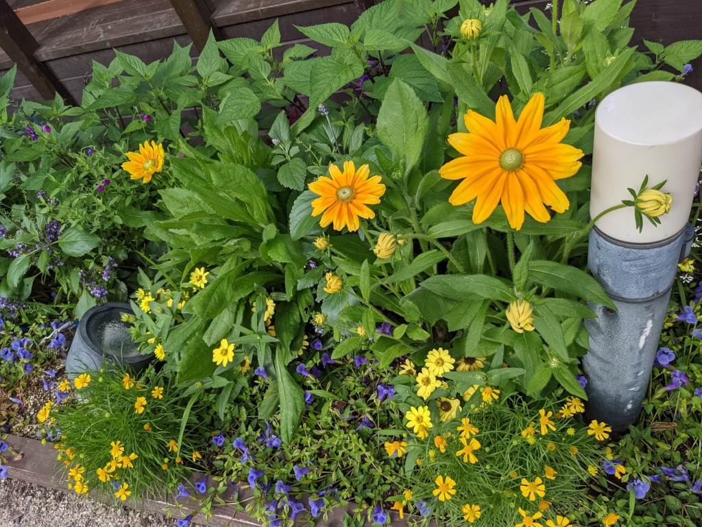 モクモク手作りファームに植えられていたお花たち